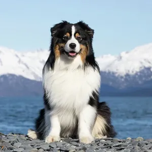 Australian Shepherd Print - Homer, Alaska Beach Scene Australian Shepherd Print - Homer, Alaska Beach Scene