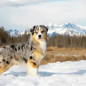 Australian Shepherd Standing on Frozen Pond Print Australian Shepherd Standing on Frozen Pond Print