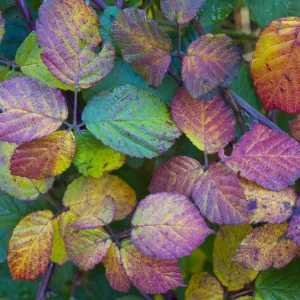 Autumn bramble leaves (Rubus fruticosa) Hindringham, North Norfolk, England