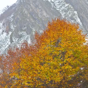 Autumn coloured beech tree with mountain in the background, Somiedo NP, Asturias, Northern Spain