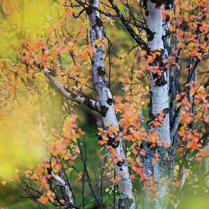 Autumn coloured Mountain birch trees, (Betula pubescens var, tortuosa) Stora Sjoefallet National Park, Laponia UNESCO World Heritage Site, Norrbotten, Lapland Autumn coloured Mountain birch trees, (Betula pubescens var, tortuosa) Stora Sjoefallet National Park, Laponia UNESCO World Heritage Site, Norrbotten, Lapland