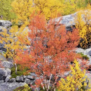 Autumn coloured Mountain birch trees (Betula poubescens var, tortuosa) Stora Sjoefallet National Park, Laponia UNESCO World Heritage Site, Norrbotten, Lapland Autumn coloured Mountain birch trees (Betula poubescens var, tortuosa) Stora Sjoefallet National Park, Laponia UNESCO World Heritage Site, Norrbotten, Lapland
