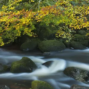 Autumn colours along the East Dart River, Dartmoor National Park, Devon, UK. October 2011 Autumn colours along the East Dart River, Dartmoor National Park, Devon, UK. October 2011