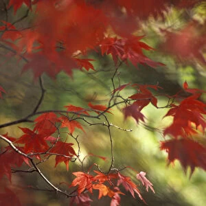 Autumn colours impression - Japanese maple leaves, Stourhead, Wiltshire, UK