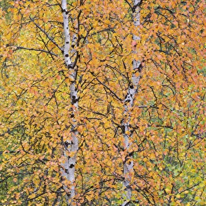 Autumn colours in Mountain birch, (Betula pubescens var