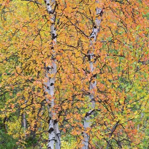 Mountain Birch Print, Abisko National Park Mountain Birch Print, Abisko National Park