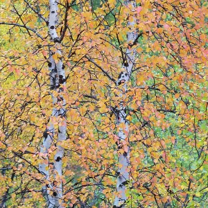 Autumn colours in Mountain birch, (Betula pubescens var. tortuosa), Abisko National Park, Norrbotten, Lapland, Sweden September 2020 Autumn colours in Mountain birch, (Betula pubescens var. tortuosa), Abisko National Park, Norrbotten, Lapland, Sweden September 2020