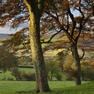 Autumn colours near Capel Garmon, Snowdonia National Park, Gwynedd, North Wales, UK