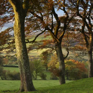 Autumn colours near Capel Garmon, Snowdonia National Park, Gwynedd, North Wales, UK