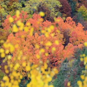 Autumn Colours Poplar Print, Ordesa y Monte Perdido National Park Autumn Colours Poplar Print, Ordesa y Monte Perdido National Park