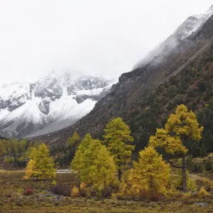 Autumn Colours Print of Baima Snow Mountain Nature Reserve Autumn Colours Print of Baima Snow Mountain Nature Reserve