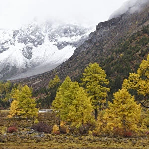 Autumn colours, snow covered mountains and sceneries, Baima Snow Mountain Nature reserve