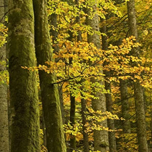 Autumn in Corkova Uvala, virgin mixed forest of Silver fir (Abies alba) European beech