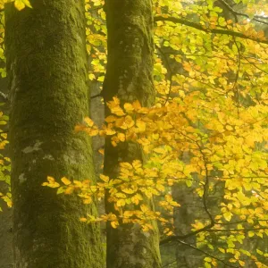 Autumn in Corkova Uvala, virgin mixed forest of Silver fir (Abies alba) European beech Autumn in Corkova Uvala, virgin mixed forest of Silver fir (Abies alba) European beech