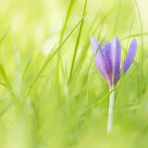 Autumn crocus or meadow saffron (Colchicum autumnalis) in Eades Meadow, Worcestershire Autumn crocus or meadow saffron (Colchicum autumnalis) in Eades Meadow, Worcestershire