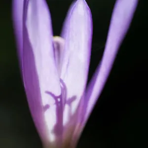 Autumn crocus or meadow saffron (Colchicum autumnalis) in Lower Woods, Gloucestershire Autumn crocus or meadow saffron (Colchicum autumnalis) in Lower Woods, Gloucestershire