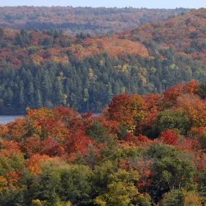 Autumn / fall colours of the maple (Acer sp)