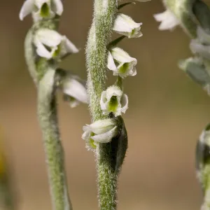 Autumn ladies tresses (Spiranthes spiralis) Sark, British Channel Islands, August