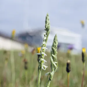 Autumn Lady s-tresses orchid (Spiranthes spiralis) locally rare plant