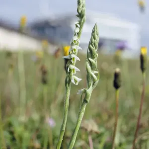 Autumn Lady's-tresses Orchid Print, Epsom Downs