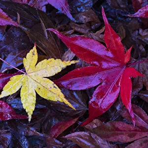 Autumn leaves, Japanese maple (Acer palmatum) Lu Shan, Taiwan