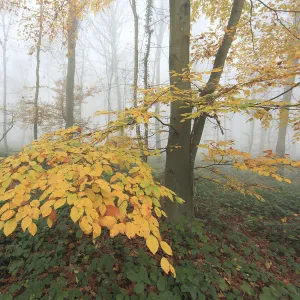 Autumn leaves in a misty Beech (Fagus) woodland. Saint Gobain, France, November 2010