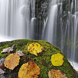 Autumn leaves on mossy rock in front of Sgwd Isaf Clun-gwyn waterfall. Ystradfellte