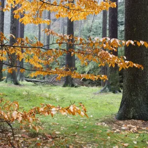 Autumn leaves and tree trunks, Rynartice, Ceske Svycarsko / Bohemian Switzerland National Park Autumn leaves and tree trunks, Rynartice, Ceske Svycarsko / Bohemian Switzerland National Park