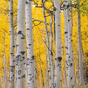 Autumn quaking aspen grove (Populus tremuloides) with trunks scarred by browsing elk