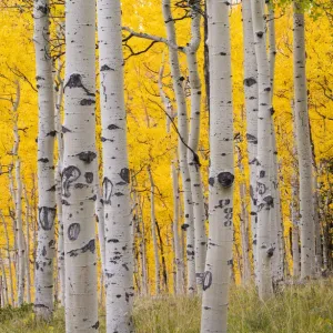 Autumn Quaking Aspen Print with Elk Damage Autumn Quaking Aspen Print with Elk Damage