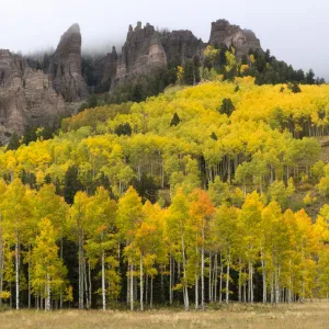 Autumn quaking aspen trees (Populus tremuloides) below Turret Ridge