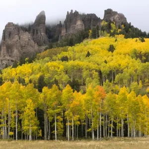 Árboles de aspen temblorosos de otoño (Populus tremuloides) debajo del Risco Turret. Árboles de aspen temblorosos de otoño (Populus tremuloides) debajo del Risco Turret.