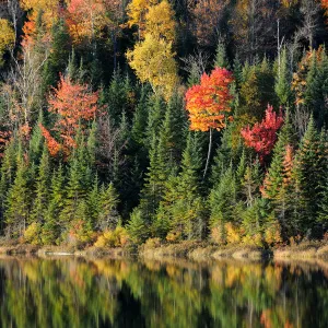 Autumn reflections on Modene Lake and forest. La Mauricie National Park, Quebec, Canada