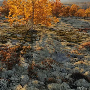 Autumn trees and Reindeer lichen / moss in Forollhogna National Park, Norway, September