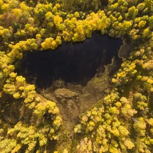 Autumnal Birch (Betula pendula) trees surrounding a small loch, Craigellachie National Nature Reserve, Cairngorms National Park, Scotland, UK. October, 2017 Autumnal Birch (Betula pendula) trees surrounding a small loch, Craigellachie National Nature Reserve, Cairngorms National Park, Scotland, UK. October, 2017