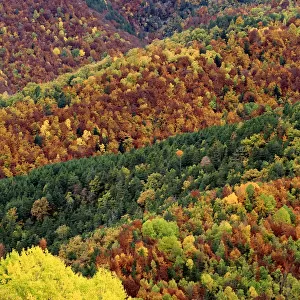 Autumnal forest landscape in Ordesa y Monte Perdido National Park, Huesca, Spain, October 2015