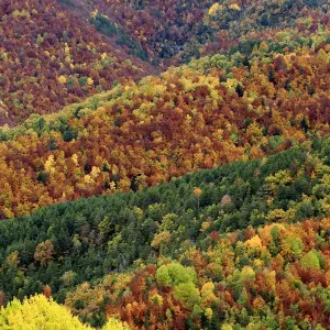 Autumnal forest landscape in Ordesa y Monte Perdido National Park, Huesca, Spain, October 2015 Autumnal forest landscape in Ordesa y Monte Perdido National Park, Huesca, Spain, October 2015