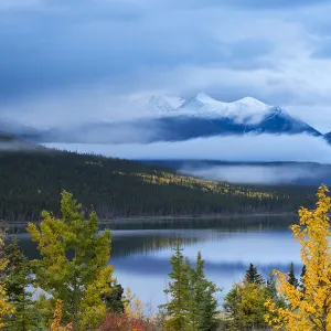 Autumnal Quaking aspen tree (Populus tremuloides) at Nares Lake, with Montana Mountain beyond