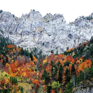 Autumnal trees growing in steep gorge, Ordesa y Monte Perdido National Park, Huesca, Spain, October Autumnal trees growing in steep gorge, Ordesa y Monte Perdido National Park, Huesca, Spain, October