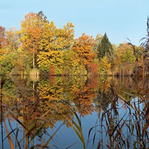 Autumnal trees reflecting in lake, Penzberg, Upper Bavaria, Germany. October, 2020