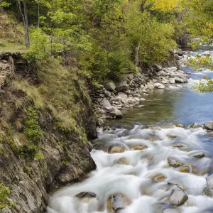 Autumnal trees on the shore of Noguera Pallaresa River in Alt Aneu Natural Park. Aneu Valley