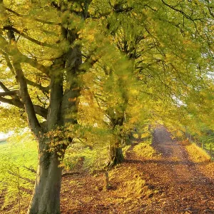 Autumnal Trees Print - West Mendip Way, Somerset Autumnal Trees Print - West Mendip Way, Somerset