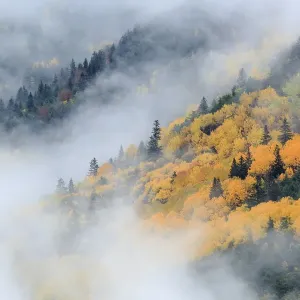 Autumnal woodland in mist, Ordesa y Monte Perdido National Park, Huesca, Spain, October Autumnal woodland in mist, Ordesa y Monte Perdido National Park, Huesca, Spain, October