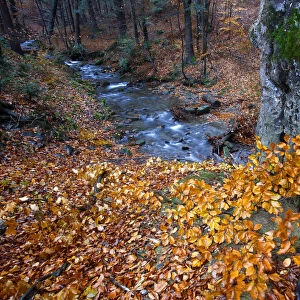 Autumns colours in Carpathian beech forest. Bieszczady, Carpathian Mountains