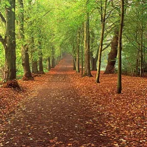 Avenue of autumnal trees, Hampstead Heath, London, England, UK Avenue of autumnal trees, Hampstead Heath, London, England, UK