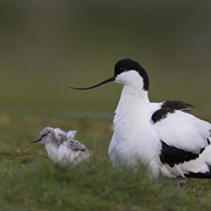 Avocet (Recurvirostra avosetta) with chick, Texel, The Netherlands, May 2009