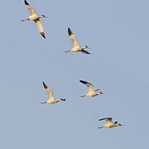 Avocet (Recurvirostra avosetta) flock in flight, Elmley marshes, RSPB Greater Thames