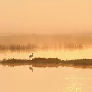 L'avocette (Recurvirostra avosetta) dans la brume sur une prairie de pâturage à l'aube, estuaire de la Tamise, réserve RSPB d'Elmley Marshes, Nord du Kent, UK, avril 2011. Planche du livre 2020VISION. Image de presse 2020VISION. L'avocette (Recurvirostra avosetta) dans la brume sur une prairie de pâturage à l'aube, estuaire de la Tamise, réserve RSPB d'Elmley Marshes, Nord du Kent, UK, avril 2011. Planche du livre 2020VISION. Image de presse 2020VISION.