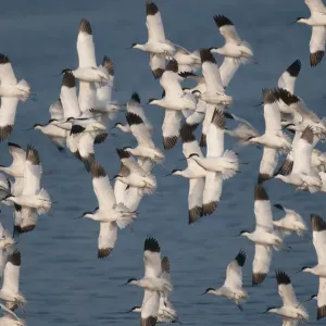 Avocets (Recurvirostra avosetta) flock of adults in flight at Snettisham RSPB Reserve Avocets (Recurvirostra avosetta) flock of adults in flight at Snettisham RSPB Reserve