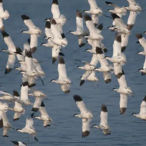 Avocets (Recurvirostra avosetta) flock of adults in flight at Snettisham RSPB Reserve Avocets (Recurvirostra avosetta) flock of adults in flight at Snettisham RSPB Reserve